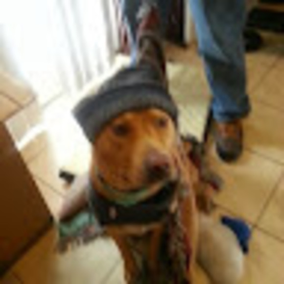 pibblemama11
